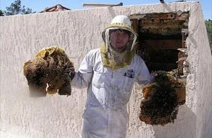 Arizona City Bee Removal employee holding removed comb